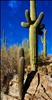 Saguaro in sky